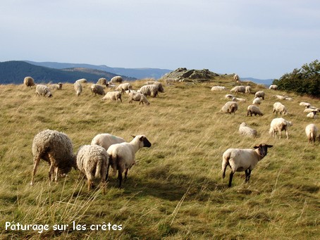 Pturage sur les crtes au Grand Ballon - Photo G.GUYOT